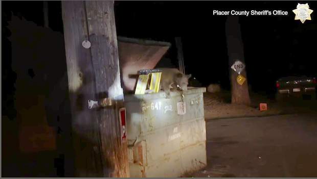 This Tuesday, Aug. 27, 2019 photo from video, third and last in a sequence, released by the Placer County Sheriff's Office, shows a bear cub climbing out of a trash container after depuites lifted the lid and put a ladder inside after the cub became trapped, outside a motel in Kings Beach, Calif., on the north shore of Lake Tahoe.