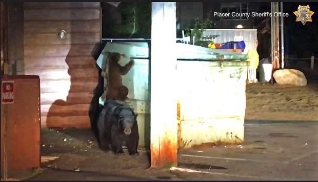 This Tuesday, Aug. 27, 2019 photo from video, first in a sequence, released by the Placer County Sheriff's Office, shows a bear cub and its mother as they attempt to enter a trash container outside a motel in Kings Beach, Calif., on the north shore of Lake Tahoe.