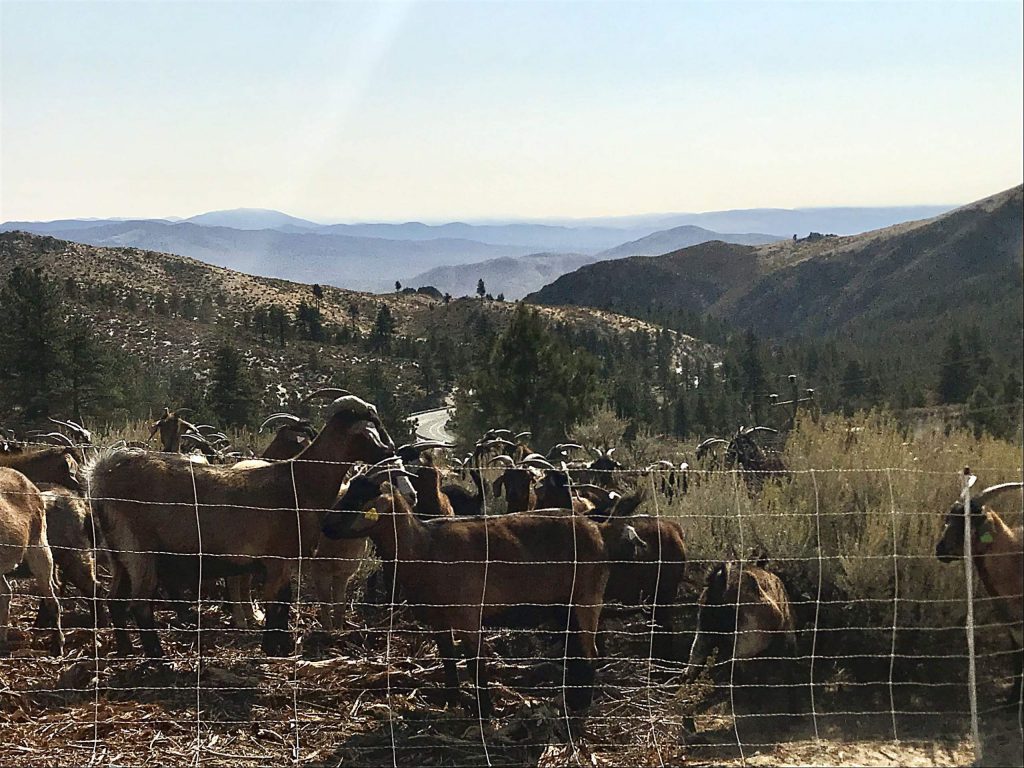 The 350 Spanish Goats were orginally bred to consume vegetation on varied terrain.