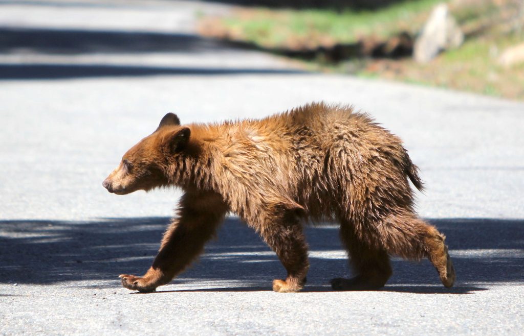 Spring weather is coming, and with it some very hungry bears - Vimarsana News
