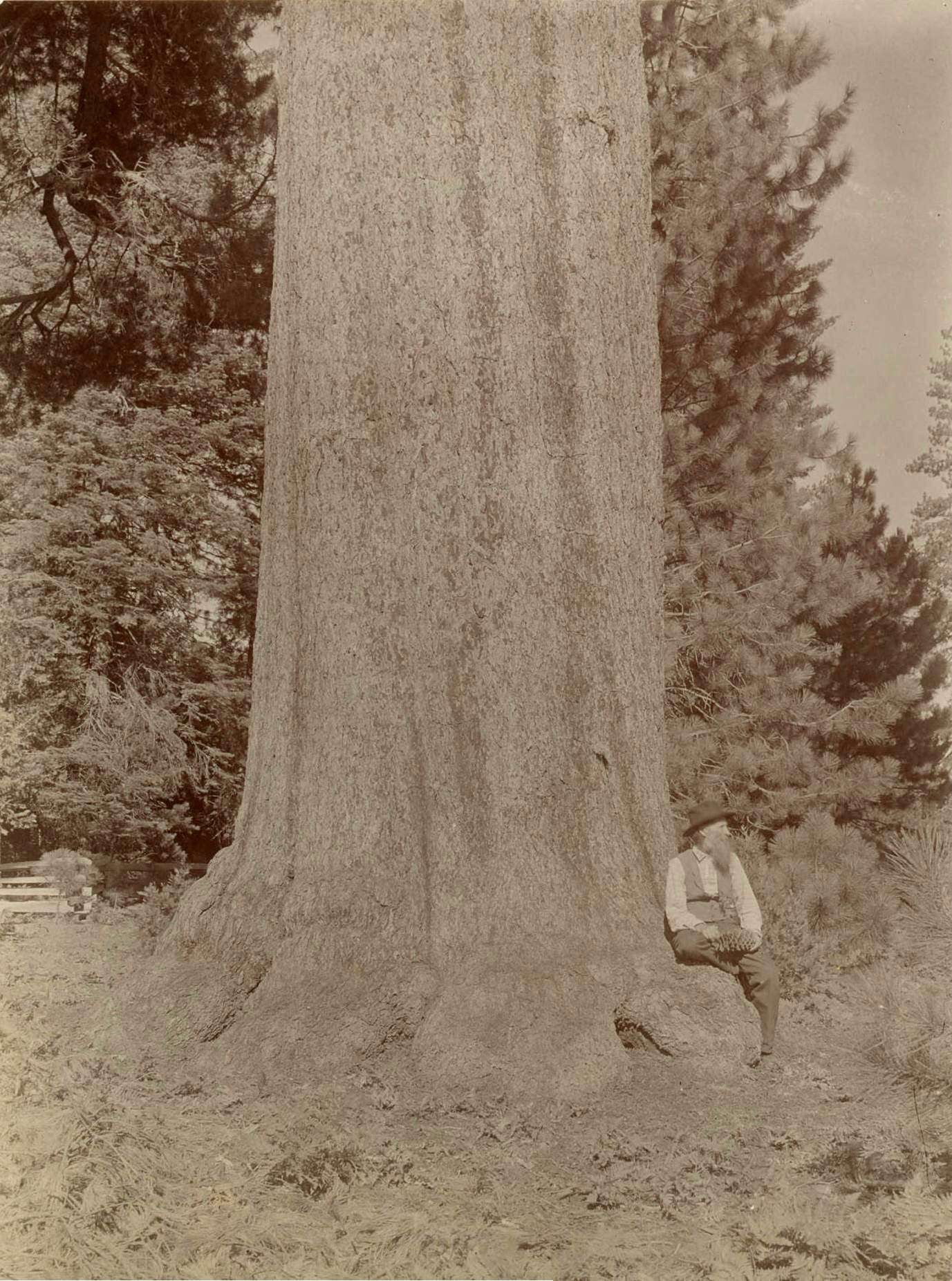 Big tree hunter discovers 3 of the tallest sugar pines ...