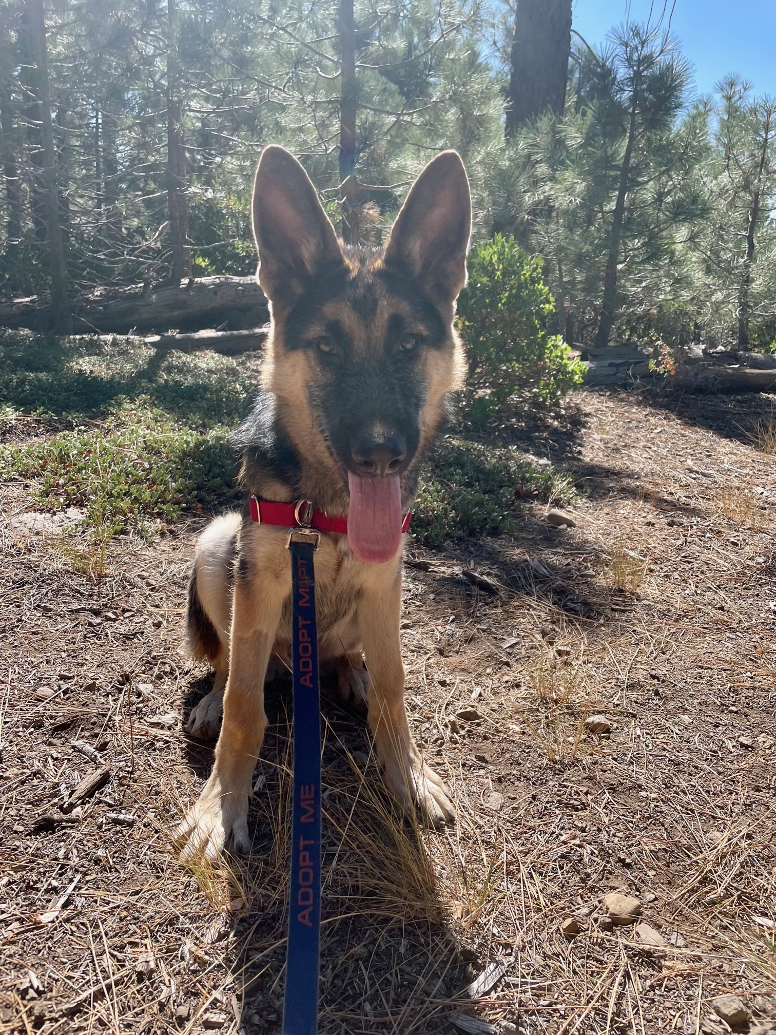 Humane Society of Truckee-Tahoe Pet of the Week: Ely ...