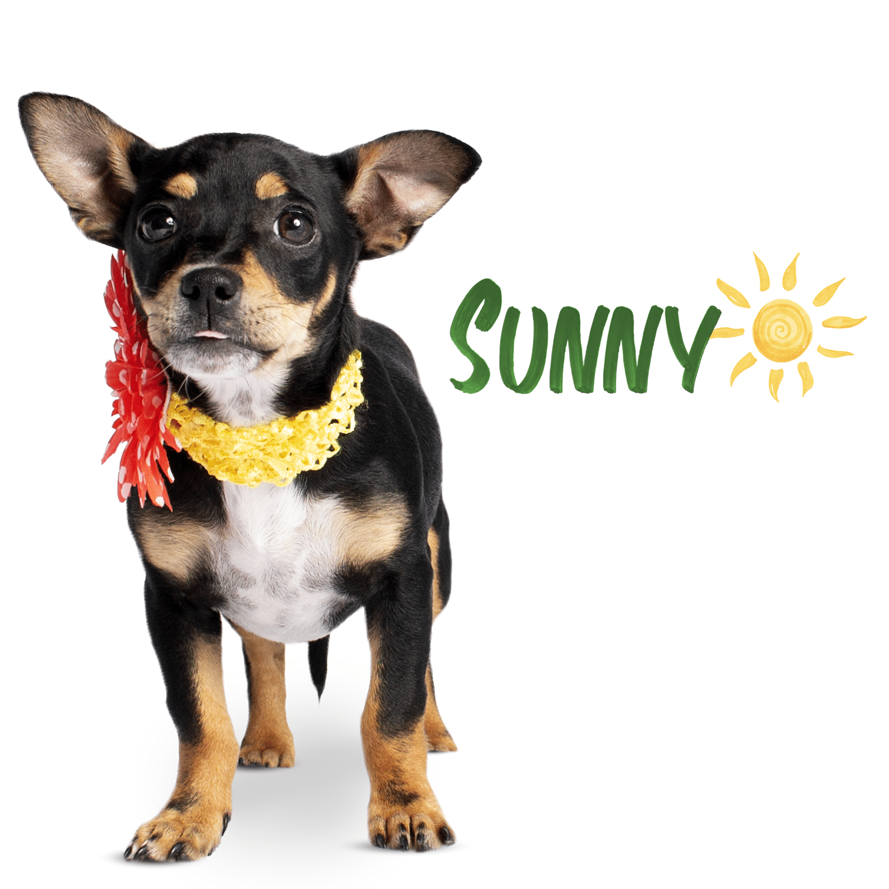 Truckee-Tahoe Humane Society hopes to warm hearts with Spring Tuesday