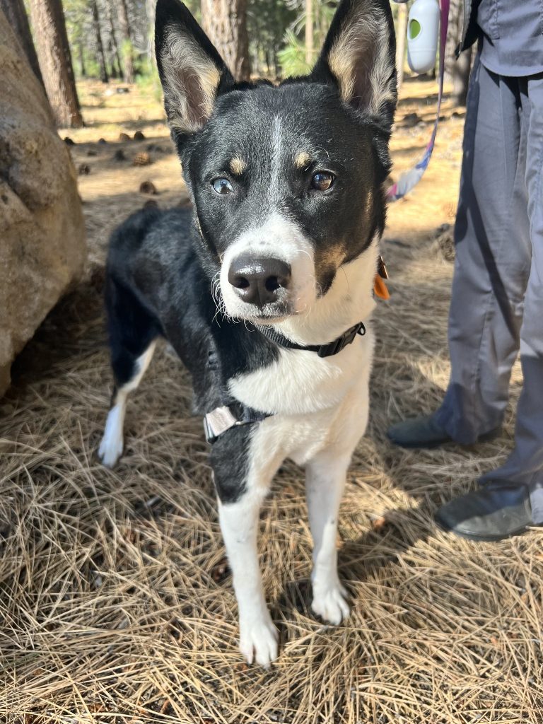 Truckee-Tahoe – Pet of the Week: Clara - Vimarsana News