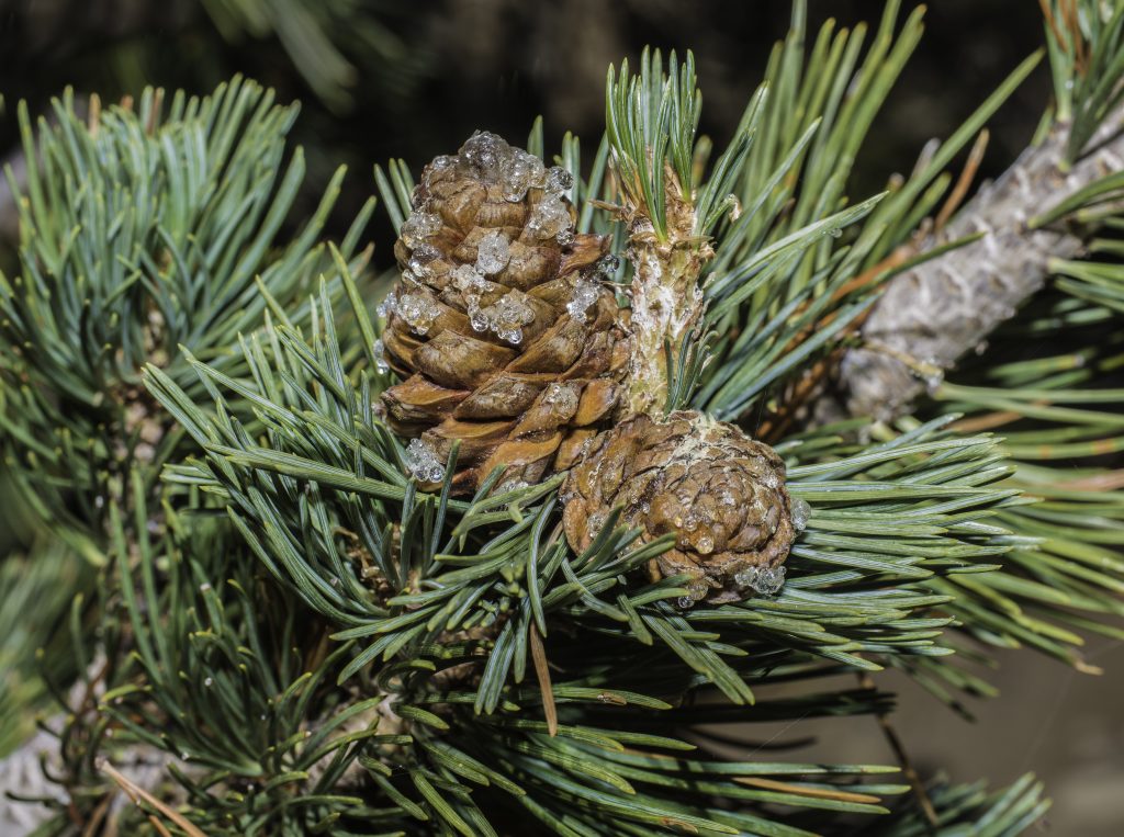 Scientists sequence genome for threatened Whitebark Pine - Vimarsana News