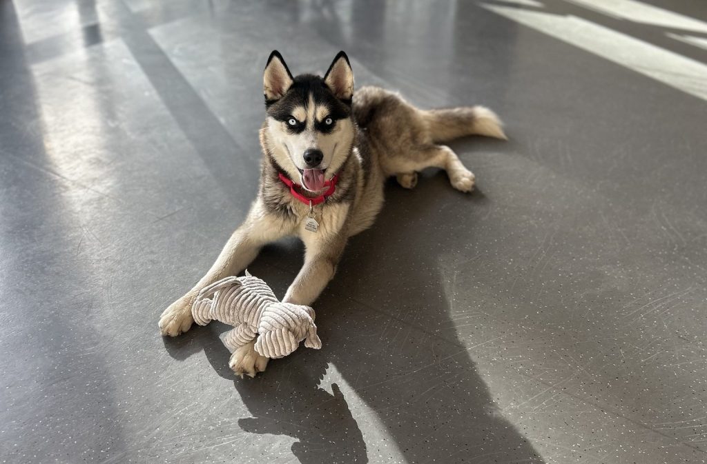 TruckeeTahoe Pet of the Week Blue