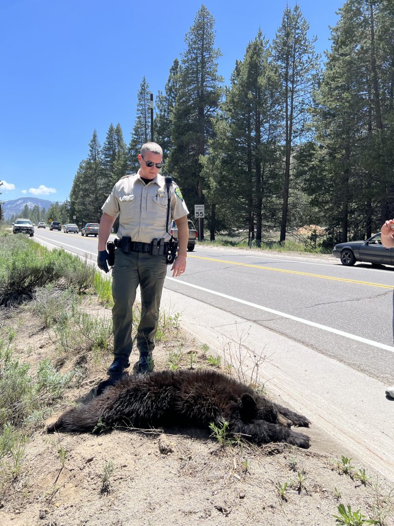 Bear hit by truck, killed on Highway 50 near airport - Vimarsana News