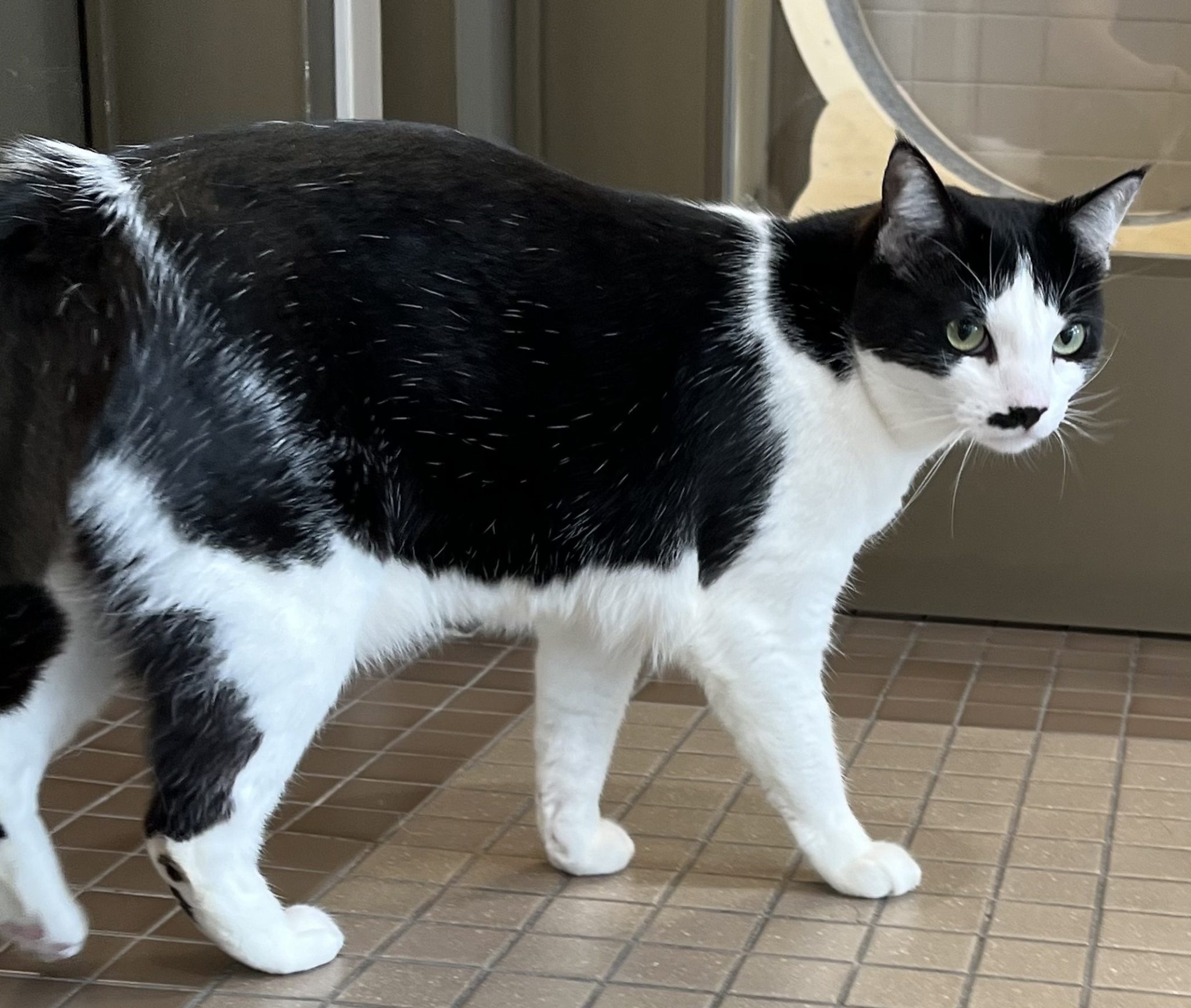 TruckeeTahoe Pet of the Week Rice Cake