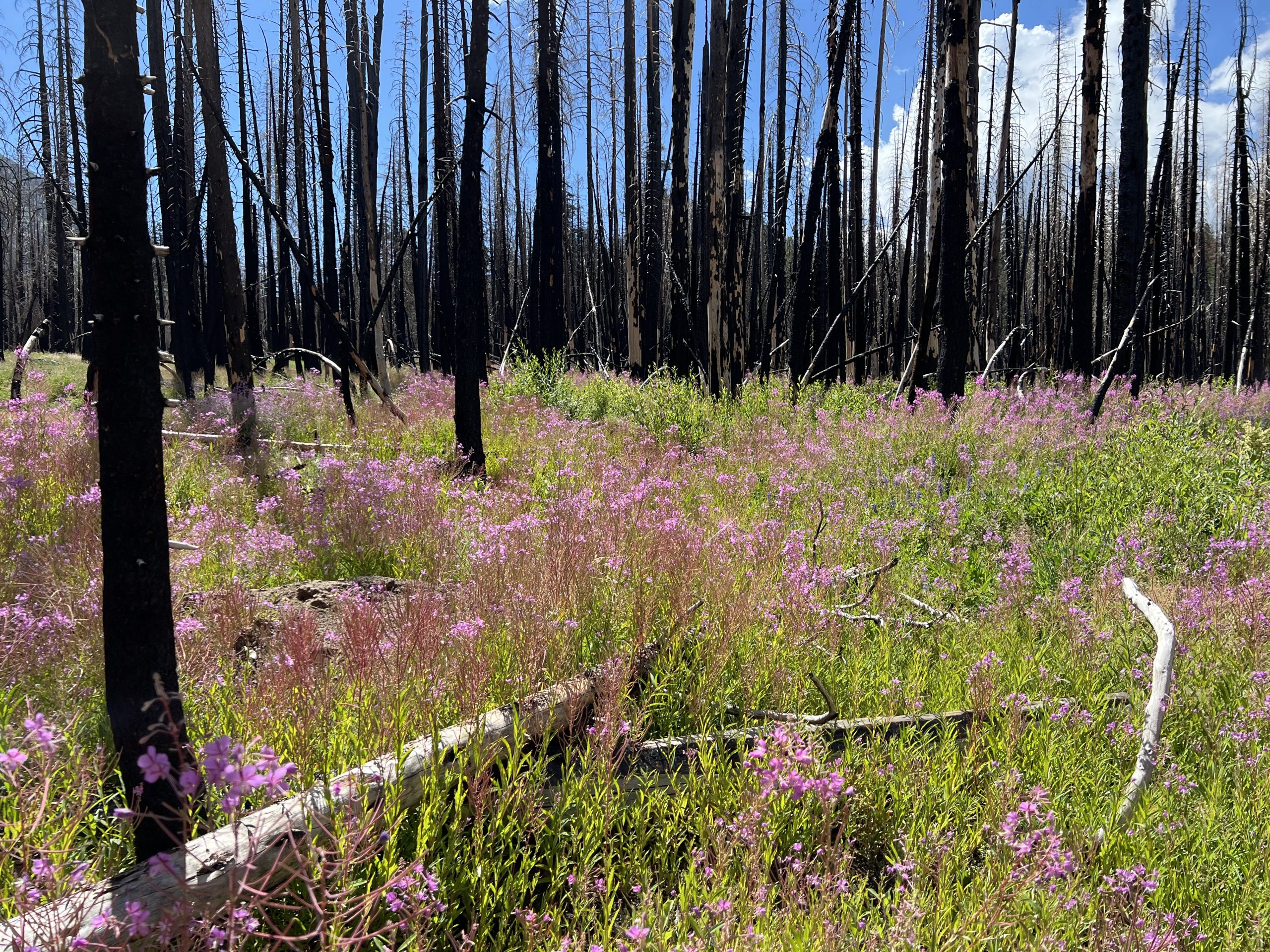 Life after fire: From flames to flora, new life buds in wildfire scars ...
