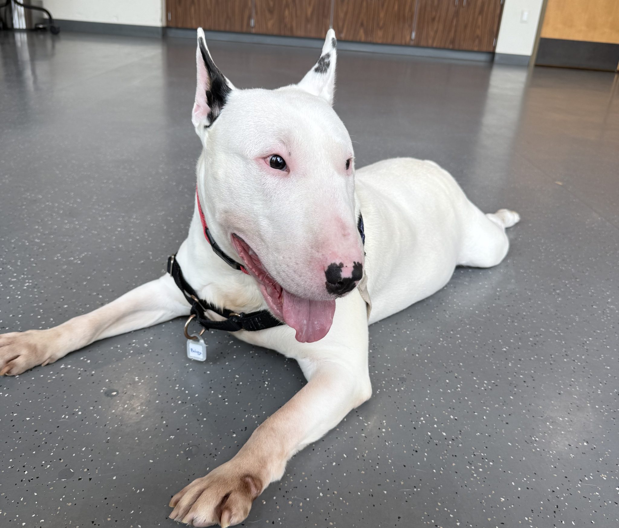 Truckee-Tahoe — Pet of the Week: Beluga | TahoeDailyTribune.com
