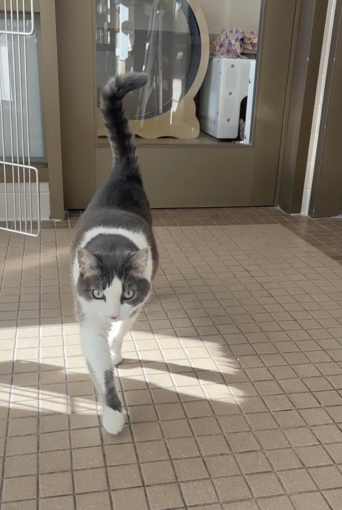 Truckee-Tahoe – Pet of the Week: Zephyr