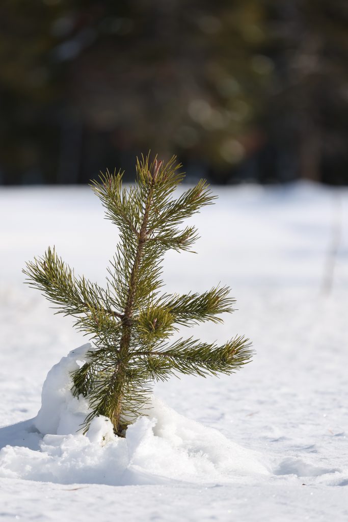 California’s Snowpack Is 71% of Average: Are We Dodging a Drought or Just Delaying the Inevitable?