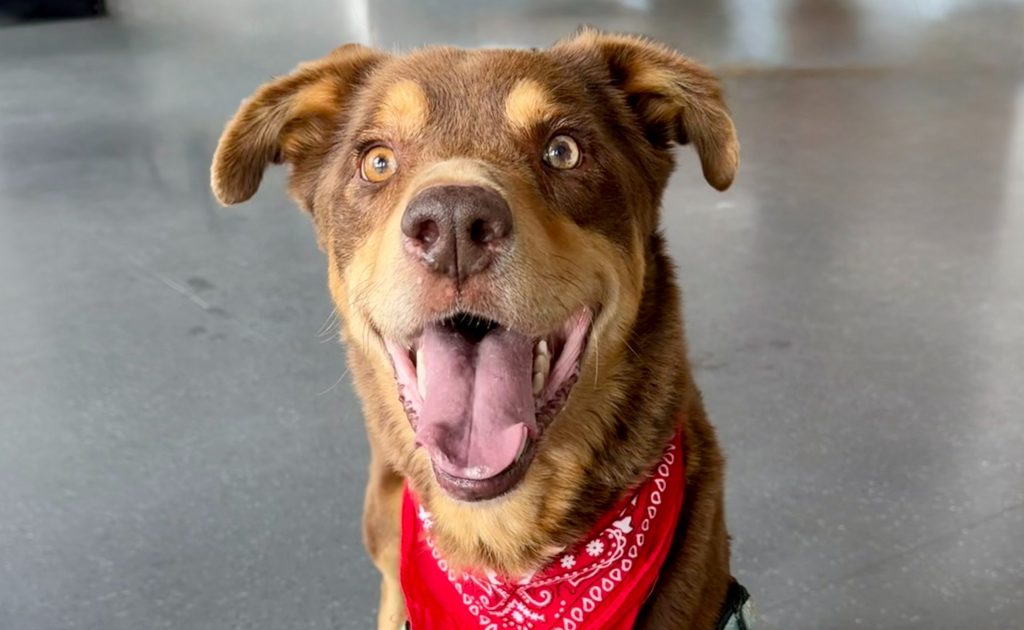 Truckee-Tahoe – Pet of the Week: Sammy