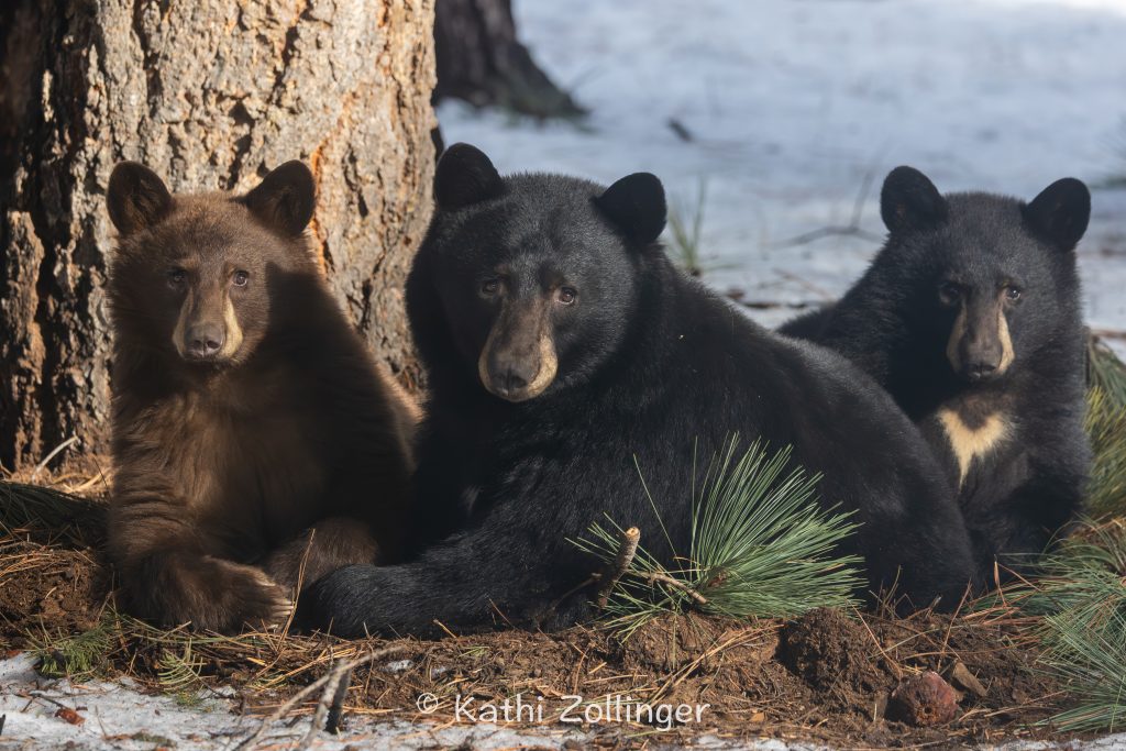 Bear vaccination could be a solution for break-ins in Tahoe
