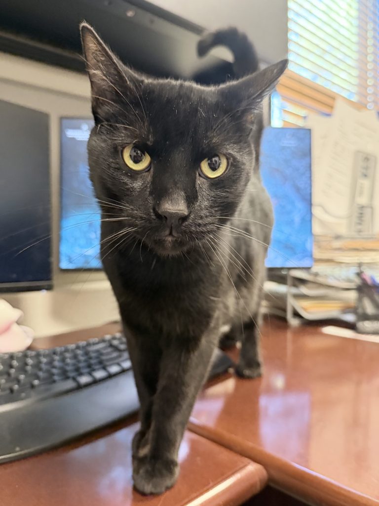 Truckee-Tahoe – Pet of the Week: Lord