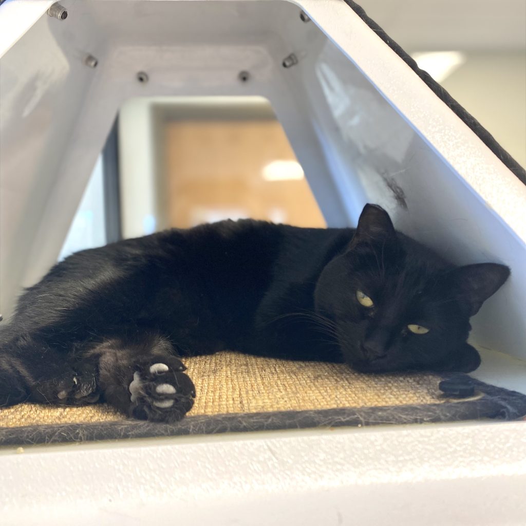 Truckee-Tahoe – Pet of the Week: Calibri