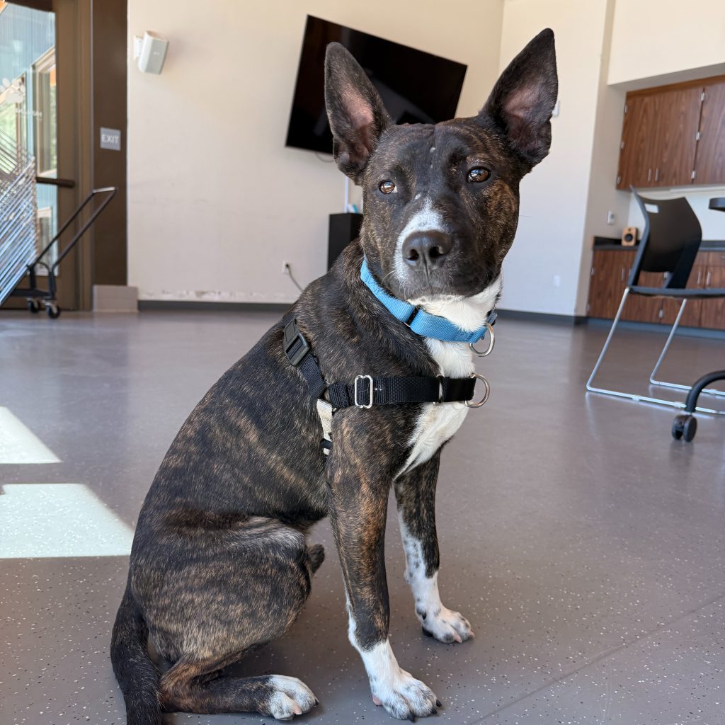 Truckee-Tahoe – Pet of the Week: Otter