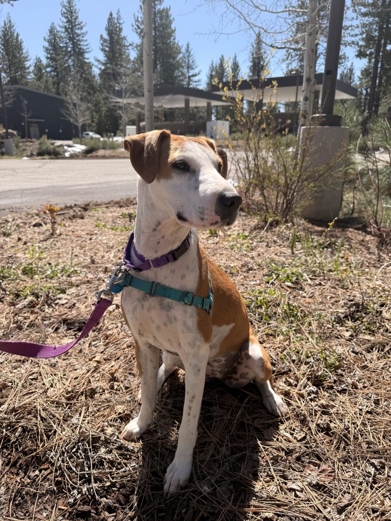 Truckee-Tahoe – Pet of the Week: Faline