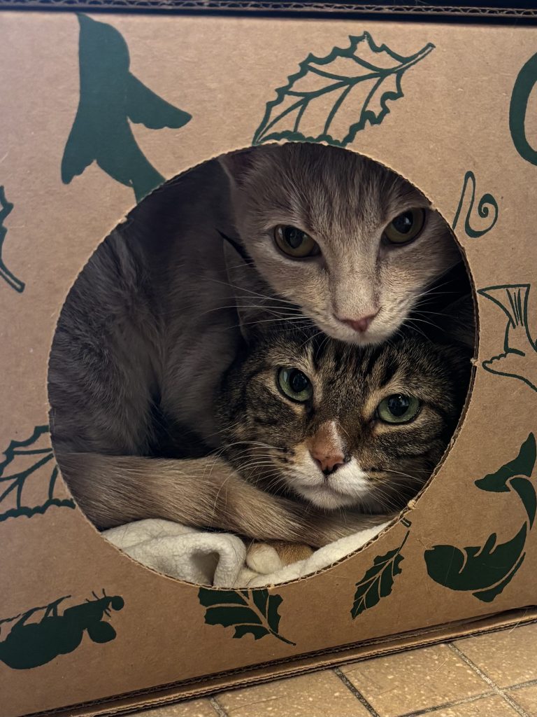 Truckee-Tahoe – Pet of the Week: Nala and Paisley