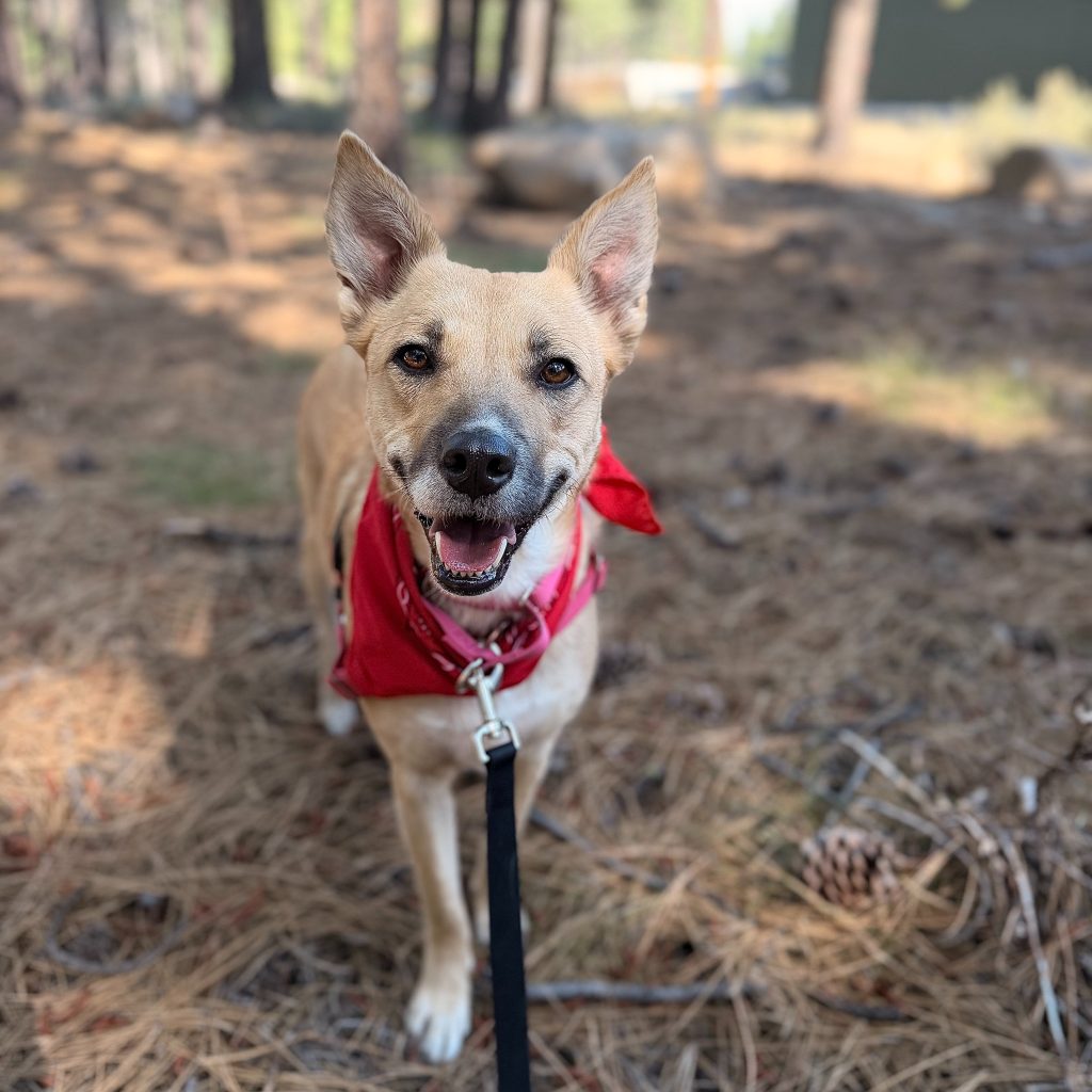 Truckee-Tahoe – Pet of the Week: Bell