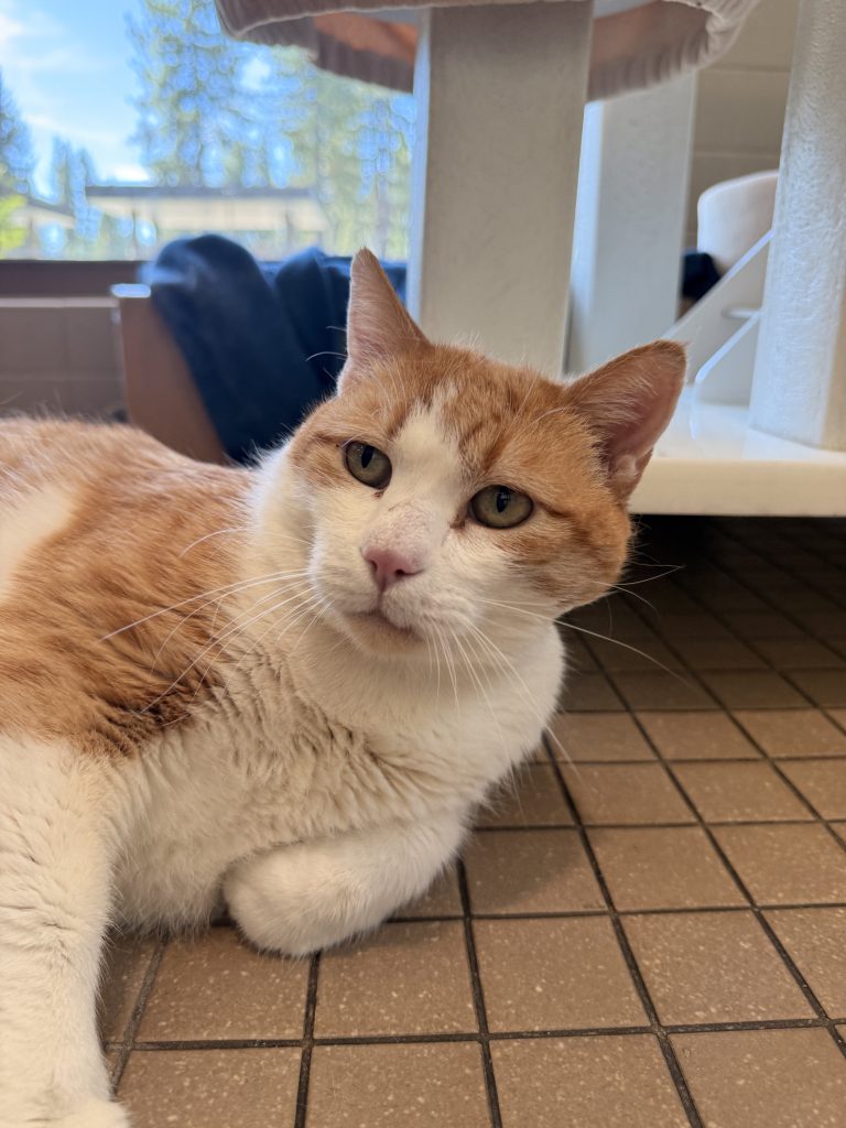 Truckee-Tahoe – Pet of the Week: Charlie