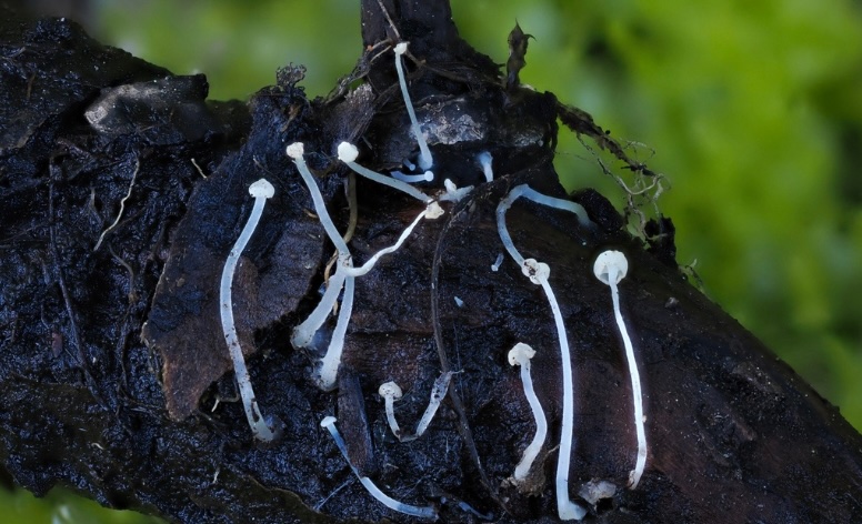 Usher in fall and honor fungi at inaugural Lake Tahoe Mushroom Festival