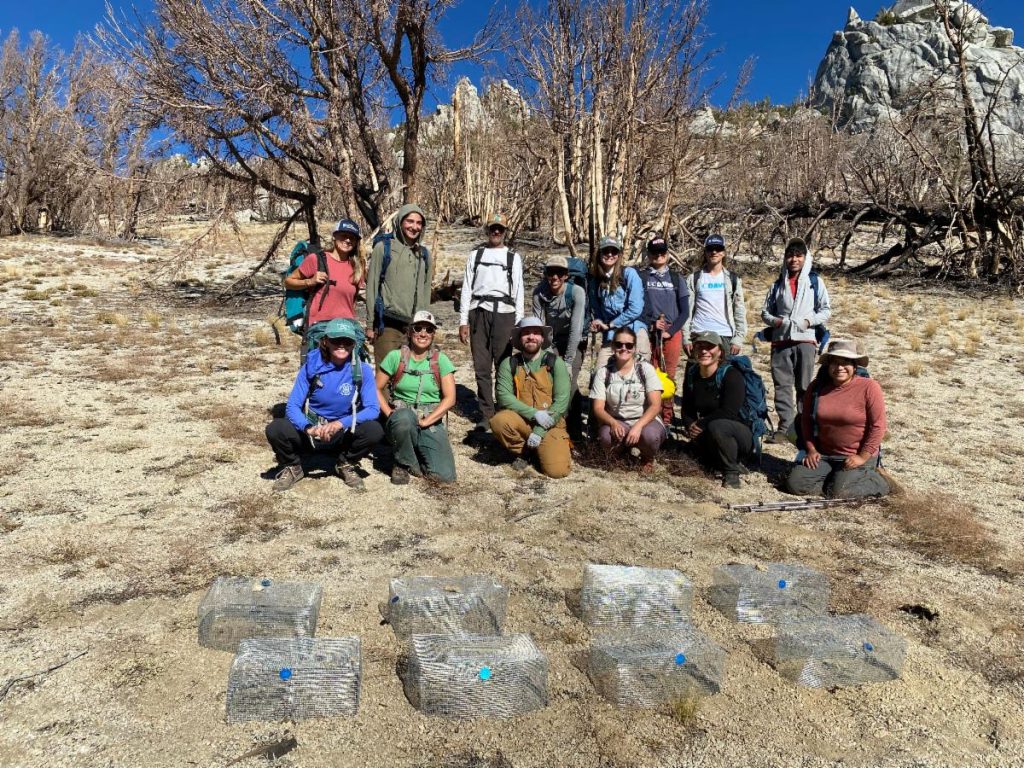 UC Davis TERC Studies Whitebark Pine Restoration in Lake Tahoe